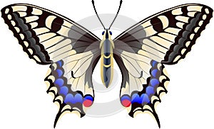 Papilio machaon utterfly vector image