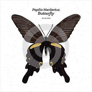 Papilio macilentus, the long tail spangle, is a species of butterfly
