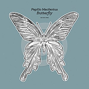 Papilio macilentus, the long tail spangle, is a species of butterfly photo