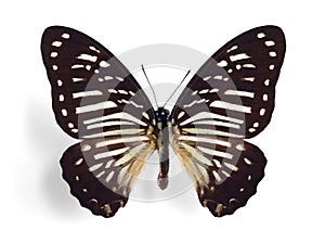 Papilio megarus (Spotted Zebra)