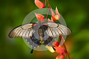 Papilio memnon, buttefly on red bloom flower in nature. Beautiful black butterfly, Great Mormon, Papilio memnon, resting on green