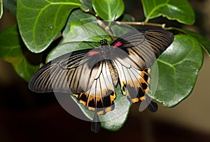 Papilio memnon, Great Mormon
