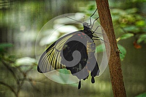 Papilio Memnon or the Great Mormon butterfly at Antipa Museum in Bucharest