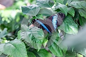 Papilio palinurus, also known as the emerald swallowtail, emerald peacock, or green-banded peacock