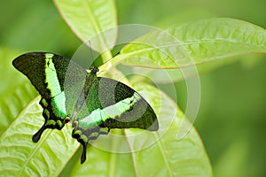 Papilio palinurus, Green emerald swallowtail butterfly. Insect in the nature habitat, sitting in green leaves, Indonesia, Asia.