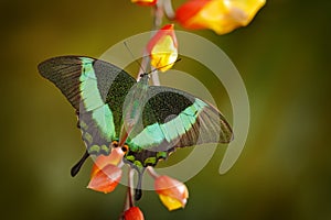 Papilio palinurus, Green swallowtail butterfly. Insect in the nature habitat, sitting in the green leaves, Indonesia, Asia.