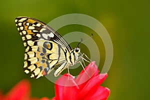 Papilio pilumnus, in the nature green forest habitat, south of USA, Arizona. Butterfly sitting on the red yellow flower
