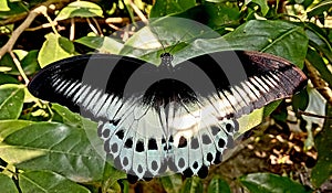 Papilio polymnestor, the Blue Mormon butterfly