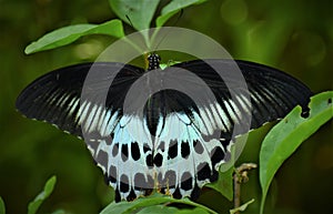 Papilio Polymnestor, the Blue Mormon, is a large swallowtail Butterfly