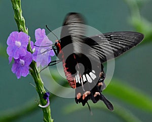 Papilio polytes, the common Mormon on Blue flower