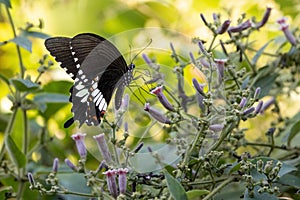 Papilio Polytes on wildflowers