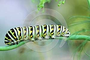 Papilio Polyxenes, Black Swallowtail Larva