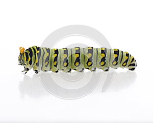 Papilio polyxenes caterpillar