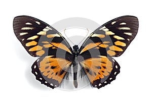 Papilio (Pterourus) zagreus