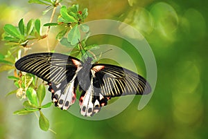 Papilio Rumanovia Butterfly