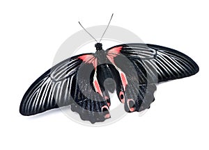Papilio rumanzovia (female) butterfly