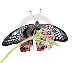 Papilio rumanzovia (female) butterfly