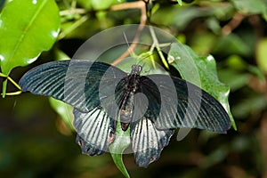 Papilio rumanzovia, Scarlet Mormon