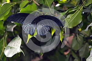 The Papilio rumanzovia - tropical butterfly photo