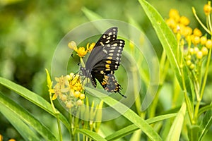 Papilio troilus, the spicebush swallowtail