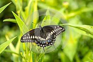 Papilio troilus, the spicebush swallowtail