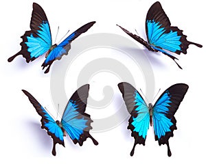 Papilio Ulysses Blue butterfly on the white background