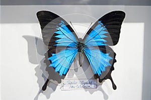 Papilio ulysses, Blue emperor or Blue mountain swallowtail butterfly, beautiful bright blue among dark black wings showing upper