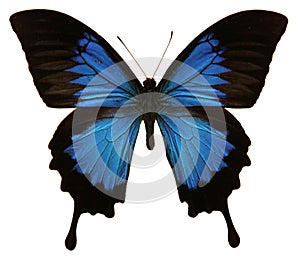 Papilio Ulysses Butterfly photo