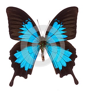 Papilio ulysses tropical butterfly isolated