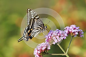 Papilio xuthus