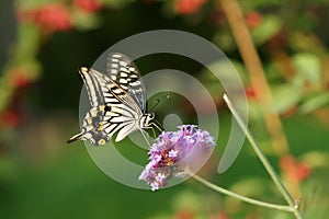 Papilio xuthus