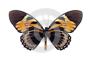 Papilio zagreus bachus (underside)