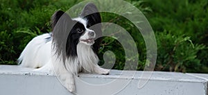 Papilion dog outdoors. Portrait of a black and white continental spaniel. photo