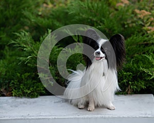 Papilion dog outdoors. Portrait of a black and white continental spaniel. photo