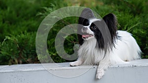 Papilion dog outdoors. Portrait of a black and white continental spaniel. photo