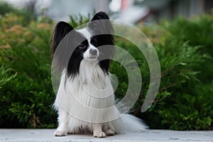 Papilion dog outdoors. Portrait of a black and white continental spaniel. photo