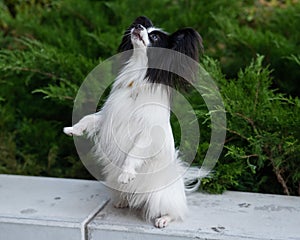 Papilion dog outdoors. Portrait of a black and white continental spaniel. photo