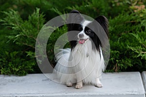 Papilion dog outdoors. Portrait of a black and white continental spaniel. photo