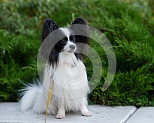 Papilion dog outdoors. Portrait of a black and white continental spaniel. photo