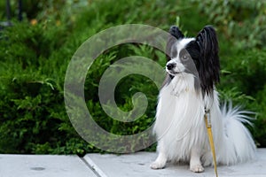Papilion dog outdoors. Portrait of a black and white continental spaniel. photo