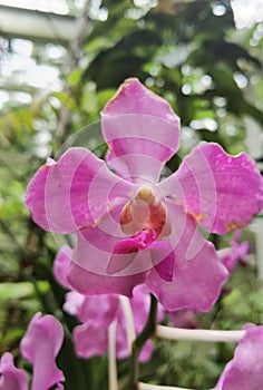 Papilionanda Khaw Boon Wan Orchid flowers in Singapore garden stock photo