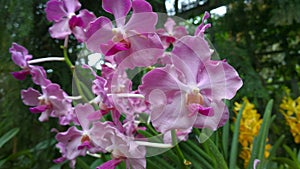 Papilionanda Khaw Boon Wan Orchid flowers in Singapore garden stock photo