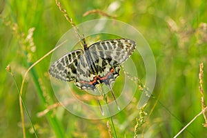 papilionidae butterfly