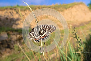 papilionidae butterfly