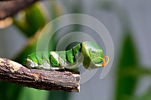 Papilionidae caterpillar