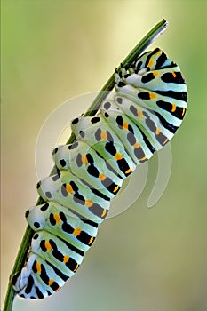 Papilionidae in a curved