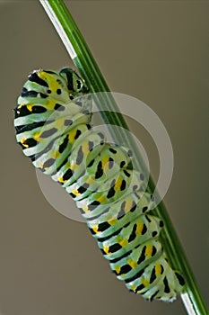 Papilionidae in a green