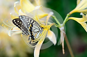 Papilionidae and Lycoris rubroaurantiaca.