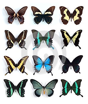 Papilionidae, Papilio (panel)