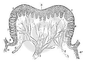 Papilla of a Calf vintage illustration